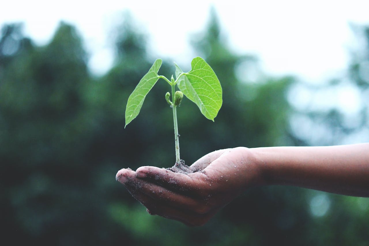 A hand holding a small green seedling